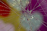 Waterdruppels afstudeeropdracht